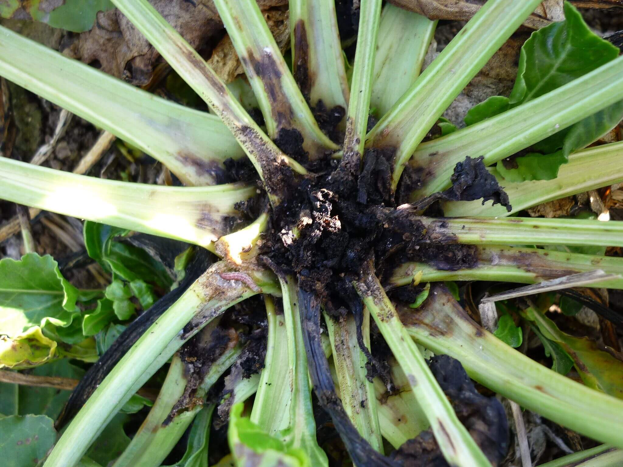 Comment reconnaître et traiter la pourriture brune du collet et des racines des betteraves sucrières