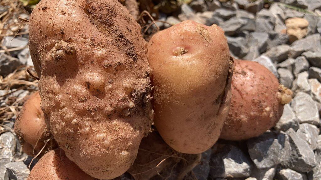 Nematodo de las agallas en patata | idMicrobe