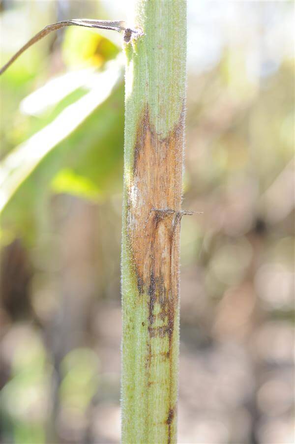 Blueberry dieback: How to recognize and treat it effectively
