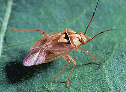 Bed Bugs in Berries: How to Recognize and Treat Them Effectively