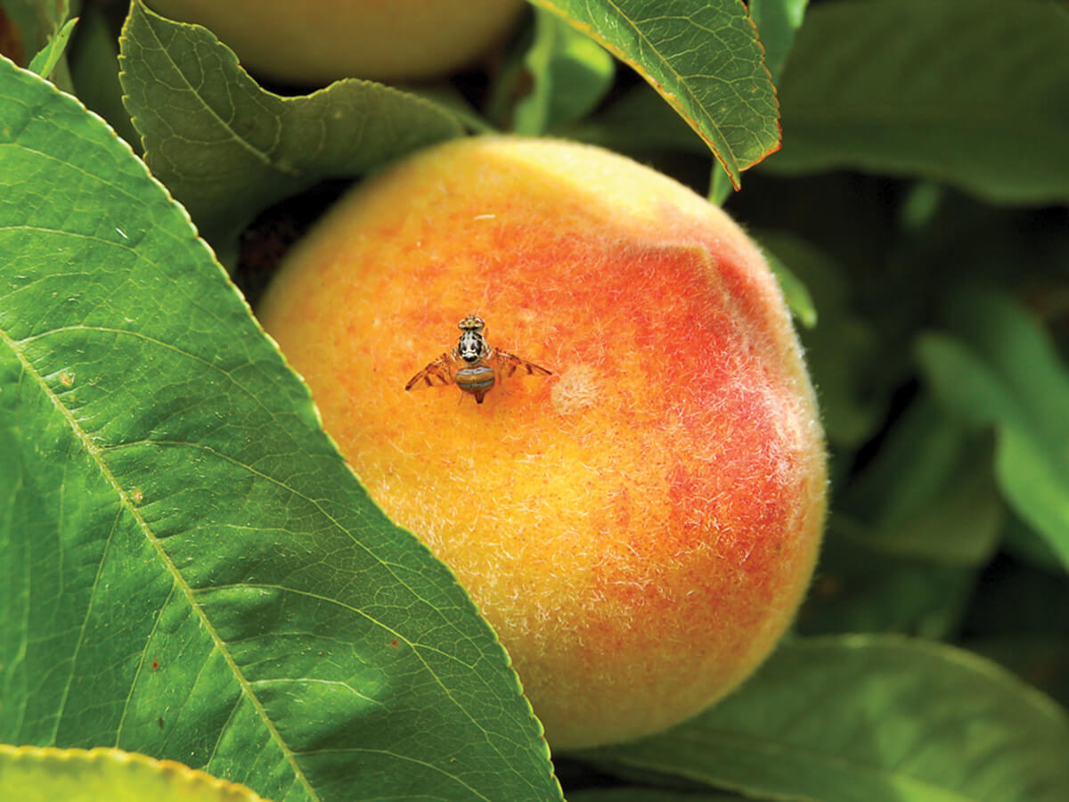Daños causados por Mosca de la fruta en Melocotón, durazno o nectarina