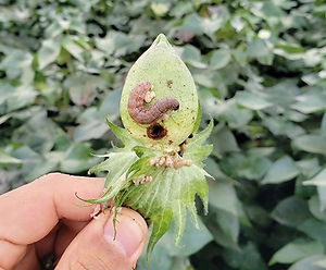 Lagarta-do-cartucho, lagarta-da-espiga-do-milho no algodão: como reconhecê-la e tratá-la eficazmente