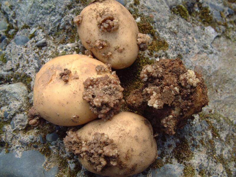 Sarna verrugosa en Patata: Cómo se reconoce y se trata eficazmente