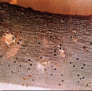 Barrenillo del olivo: qué es, cómo se origina y cómo eliminar de forma efectiva