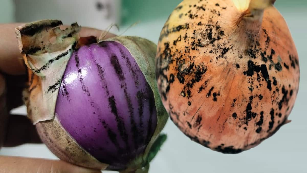 Moho negro de la cebolla | idMicrobe