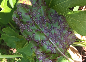 Varíola da acelga: como reconhecê-la e tratá-la eficazmente