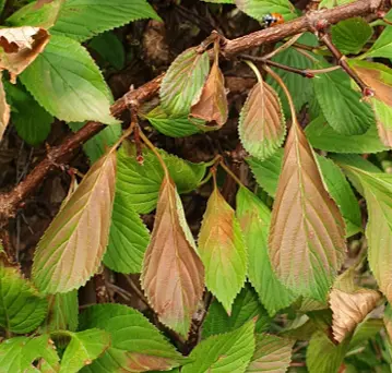 Síntomas causados por exceso de sol en las plantas