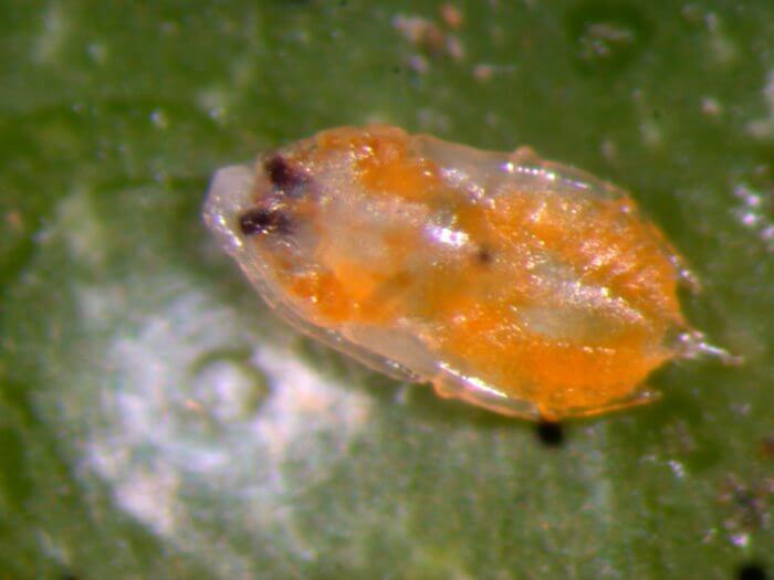 Danos causados pela escama vermelha da Califórnia em Laurel