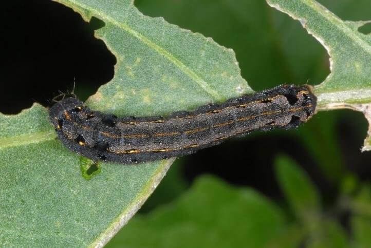 Rosquilla negra en rábano | idMicrobe