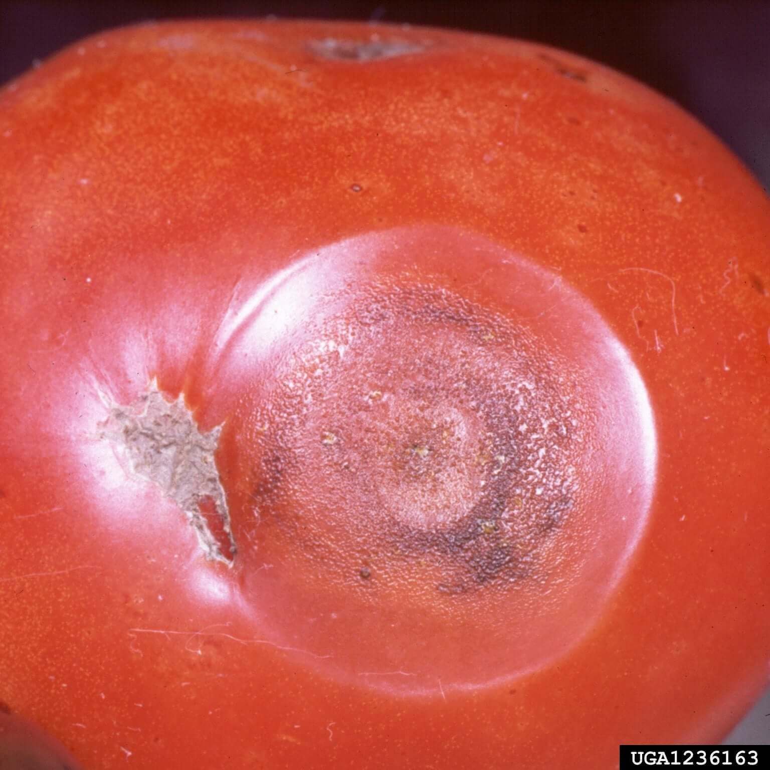 Antracnosis en tomate | idMicrobe