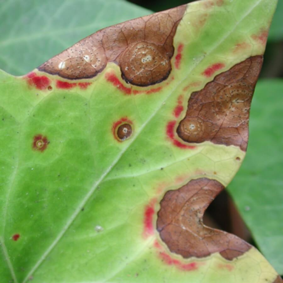Anthracnose: what it is, how it occurs, and how to effectively eliminate it