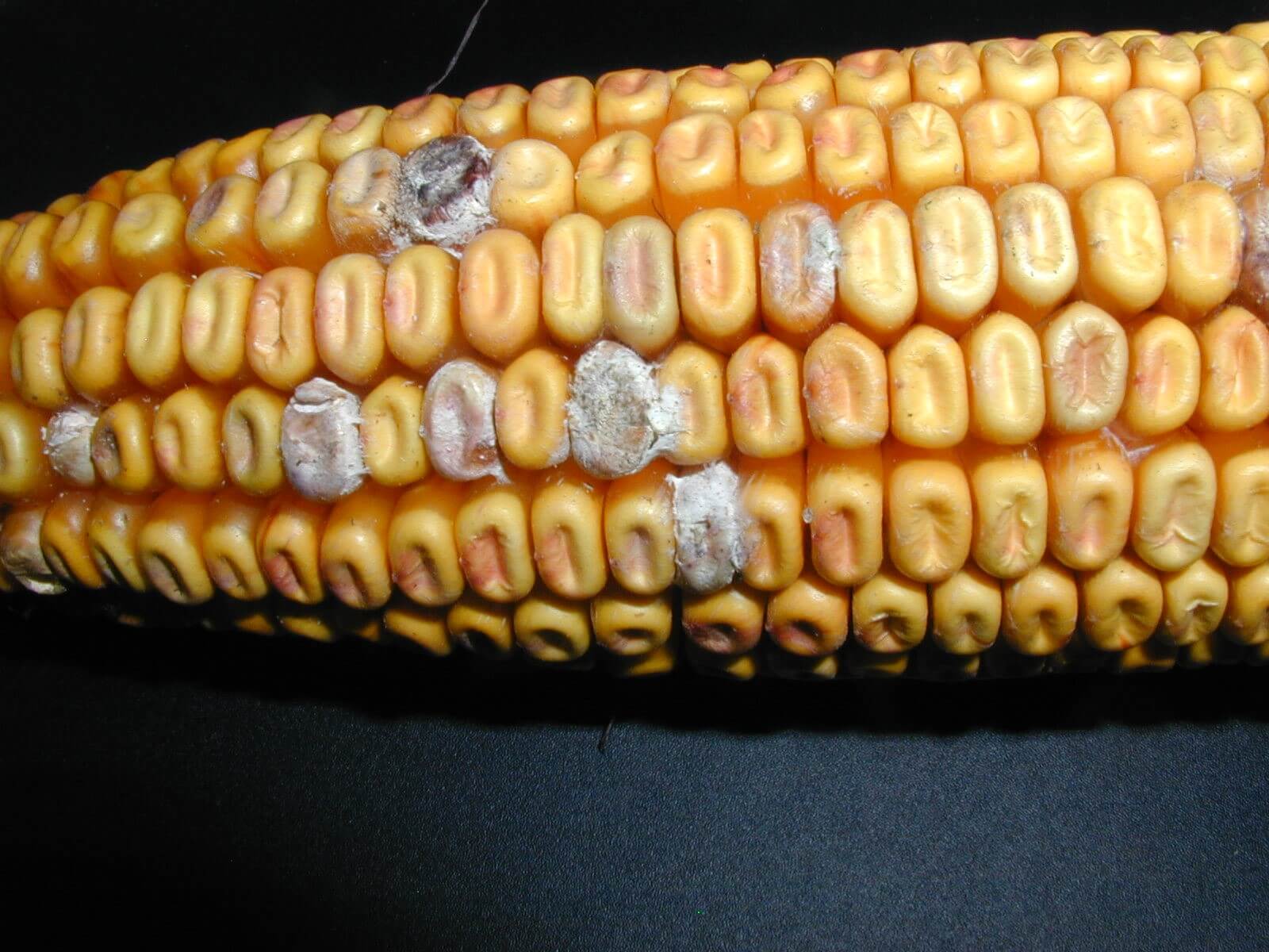 Podridão da espiga: sintomas e danos no milho