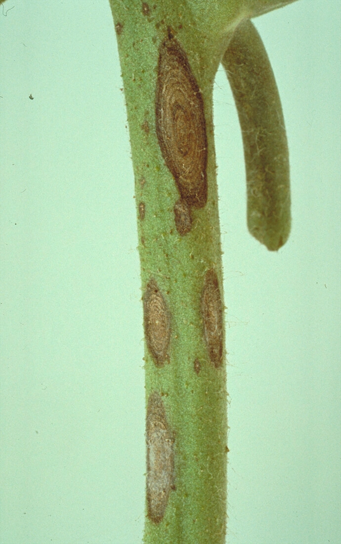 Tizón temprano: Síntomas y daños en Tomate