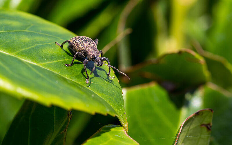 Cómo reconocer y combatir gorgojos o picudos en plantas decorativas de jardín y/o interior