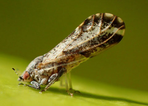 Psílido Asiático de los Cítricos: Síntomas y daños en Cítricos