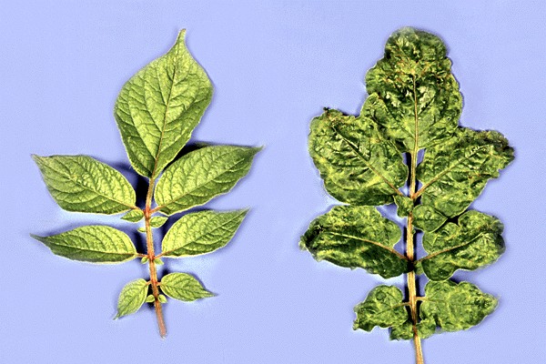 Virus bénins de la pomme de terre | microbeid