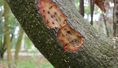 Danos causados pela murcha da folha de louro no abacate