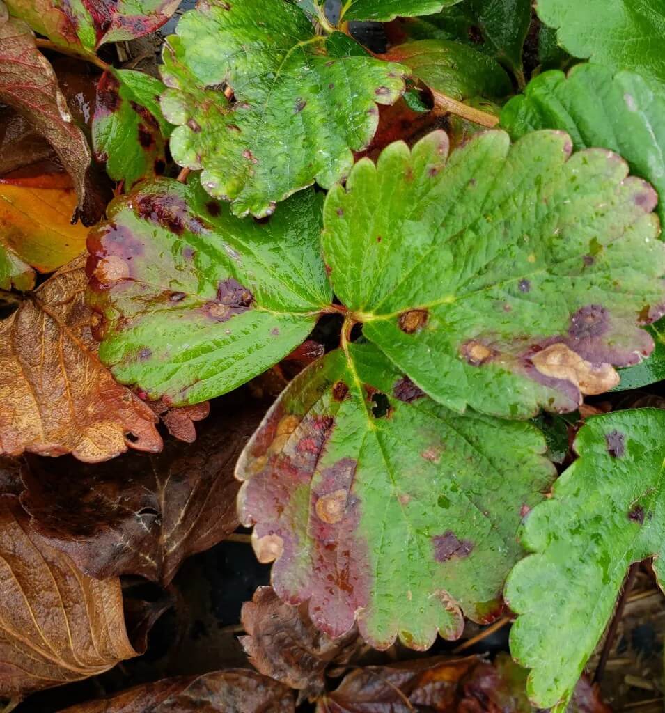 Damage caused by crown and stem rot in berries