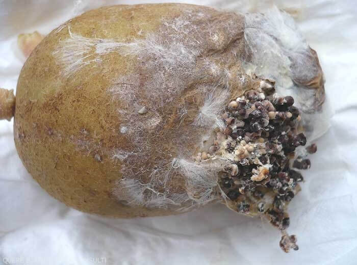 Cómo reconocer y combatir mal del esclerocio en patata