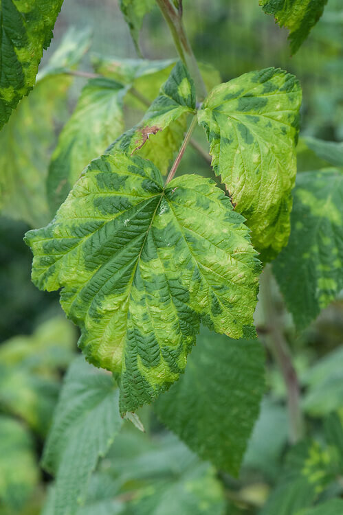Arabis mosaic virus (ArMV): Symptoms and damage in raspberries