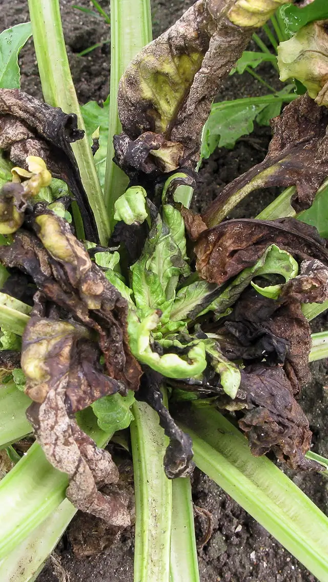Mildew: what it is, how it originates, and how to eliminate it effectively