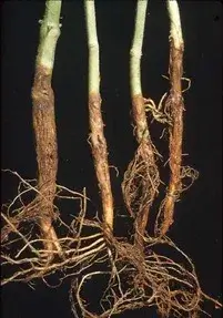 Daños causados por Fusariosis en Plantas decorativas de jardín y/o interior