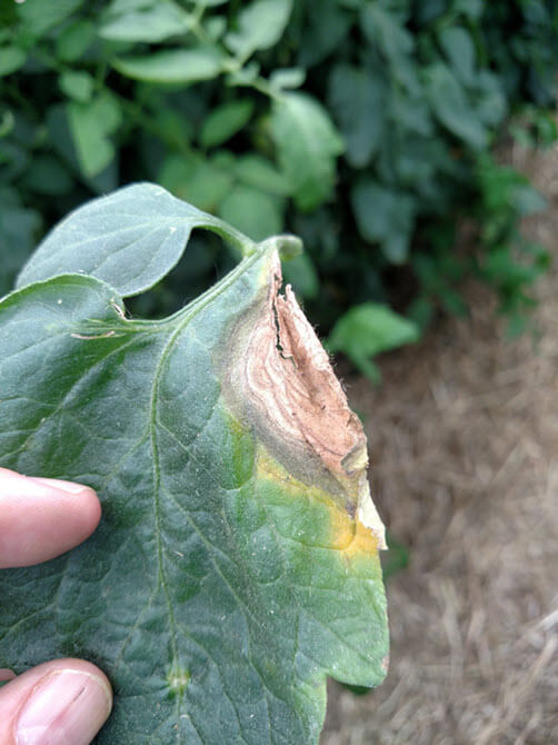 Daños causados por Podredumbre gris en Tomate