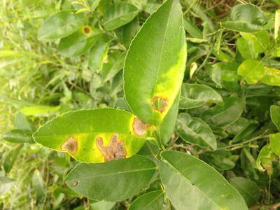 Comment reconnaître et combattre l'anthracnose des agrumes