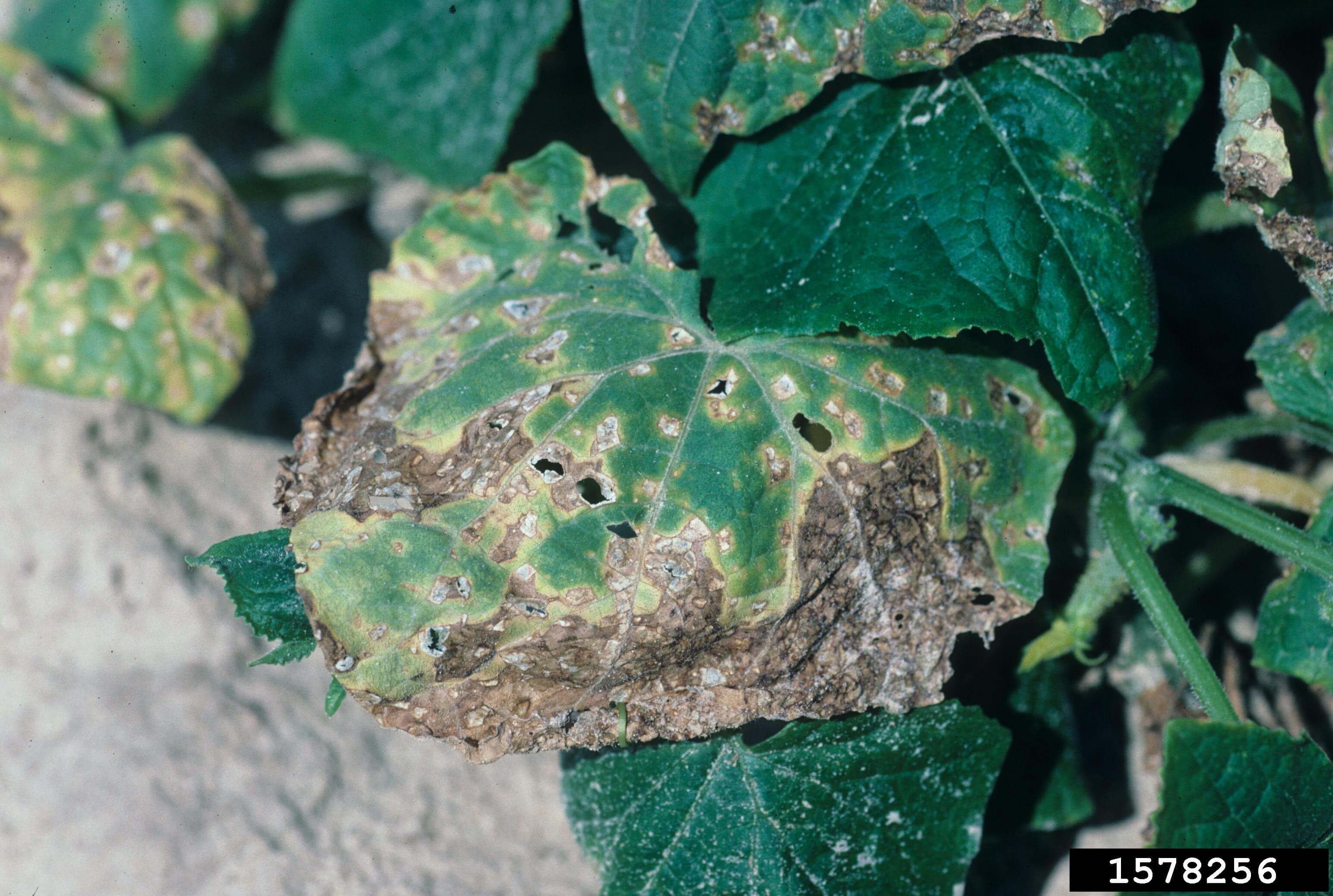 Angular leaf spot: Symptoms and damage on non-edible Cucurbits