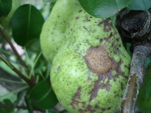 Scabies: what it is, how it originates, and how to eliminate it effectively