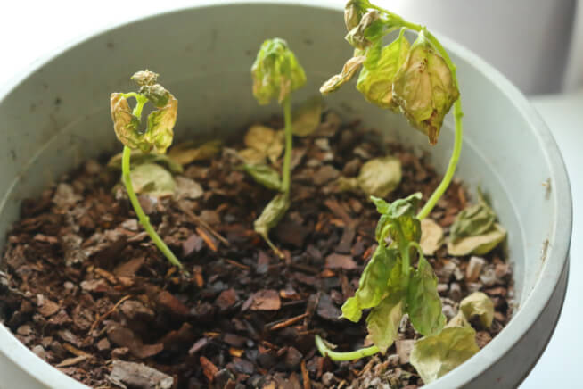 Flétrissement fusarien des plantes ornementales | idMicrobe