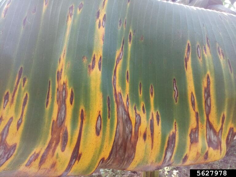 Sigatoka amarilla: qué es, cómo se origina y cómo eliminar de forma efectiva en platanera