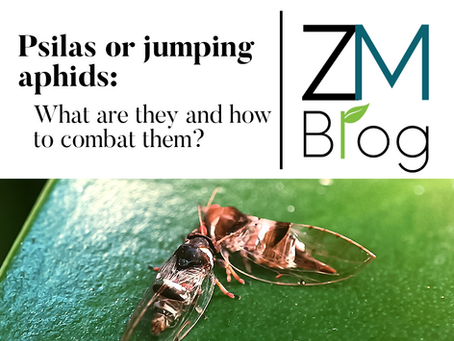 Psilas or jumping aphids: What are they and how to combat them?