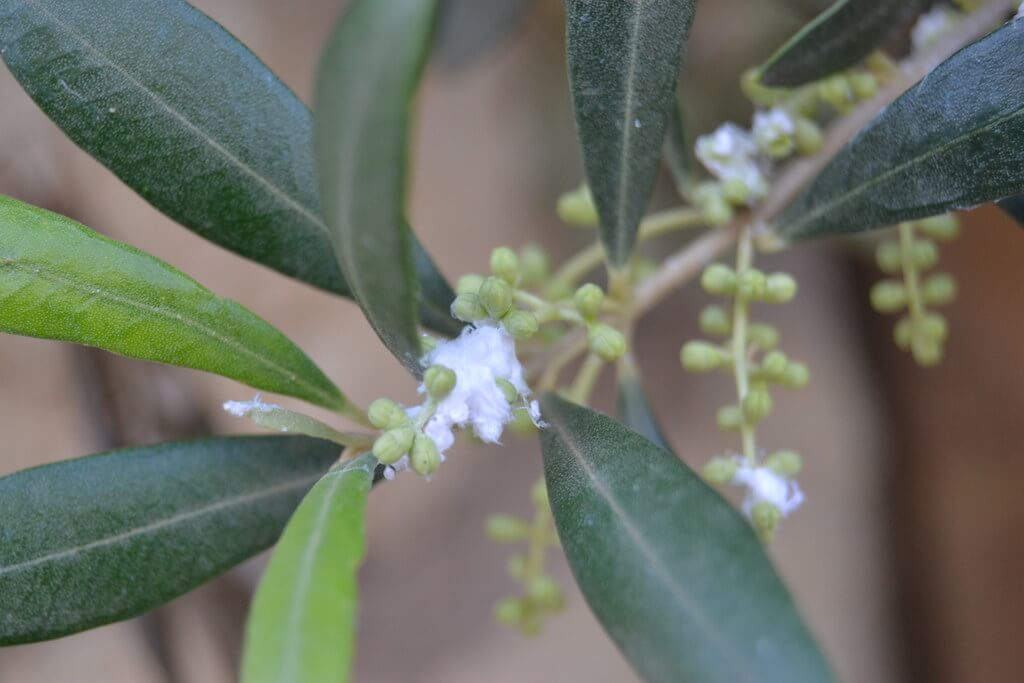 Cotton or cottonweed: what it is, how it originates, and how to eliminate it effectively