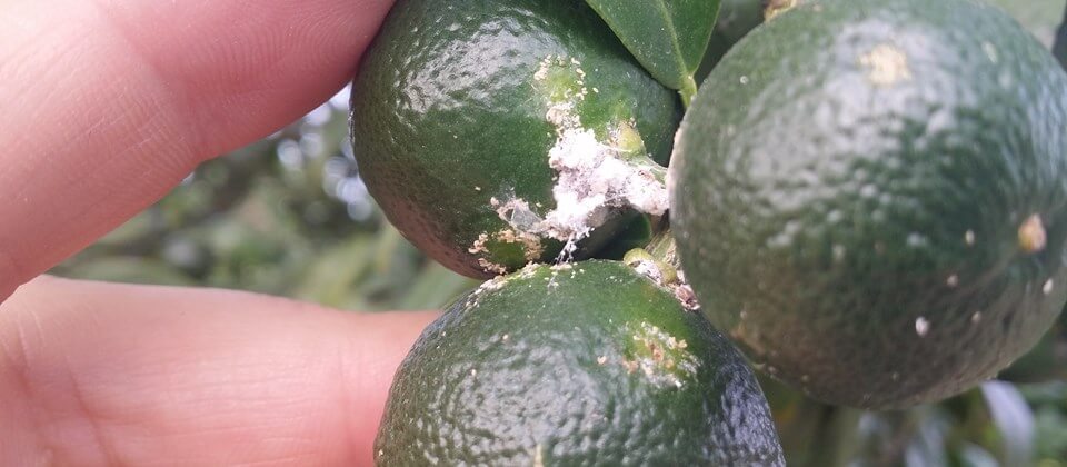 Cochinilla algodonosa: Síntomas y daños en Limonero