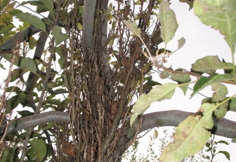 Phytoplasma or apple blossom: Symptoms and damage to apple trees