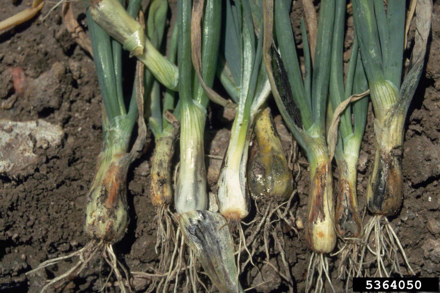 Carvão da cebola: sintomas e danos nas cebolas