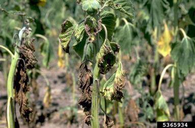 Verticillium wilt: what it is, how it occurs, and how to eliminate it effectively
