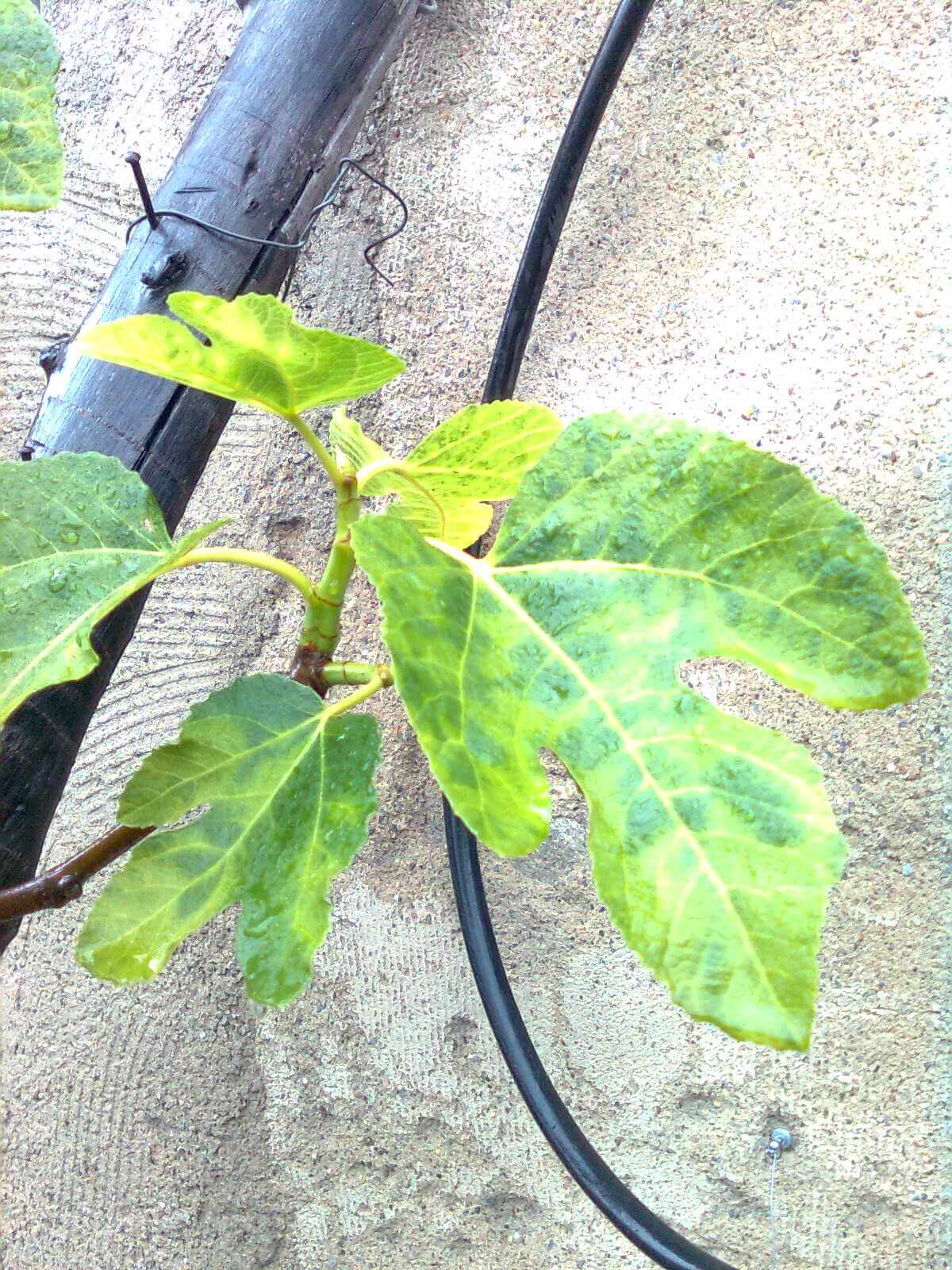 Virus del mosaico (fmv) en higuera | idMicrobe