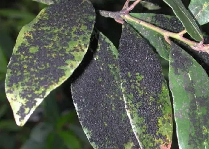 Cómo reconocer y combatir fumagina o negrilla en plantas decorativas de jardín y/o interior