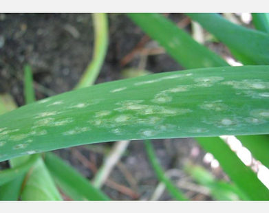 Pudrición gris en cebolla | idMicrobe