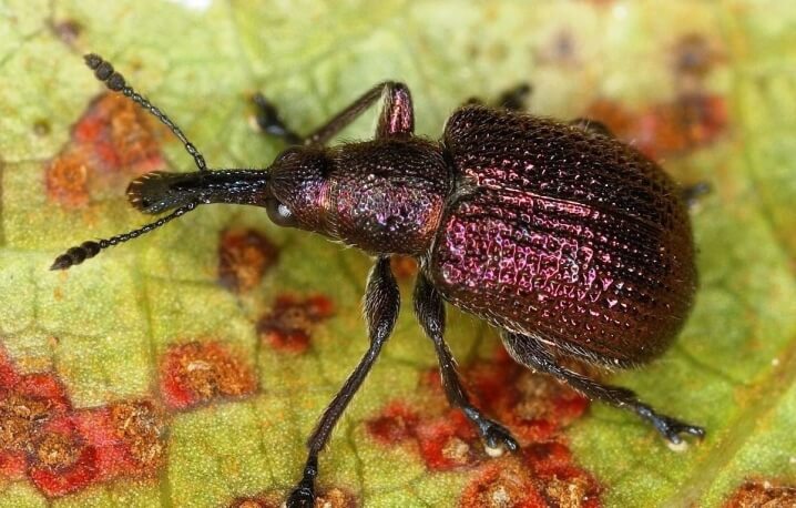 How to recognize and combat strawberry weevils in berries