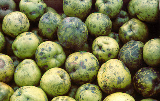 Doença do bolor fuliginoso: o que é, como ocorre e como eliminá-la eficazmente