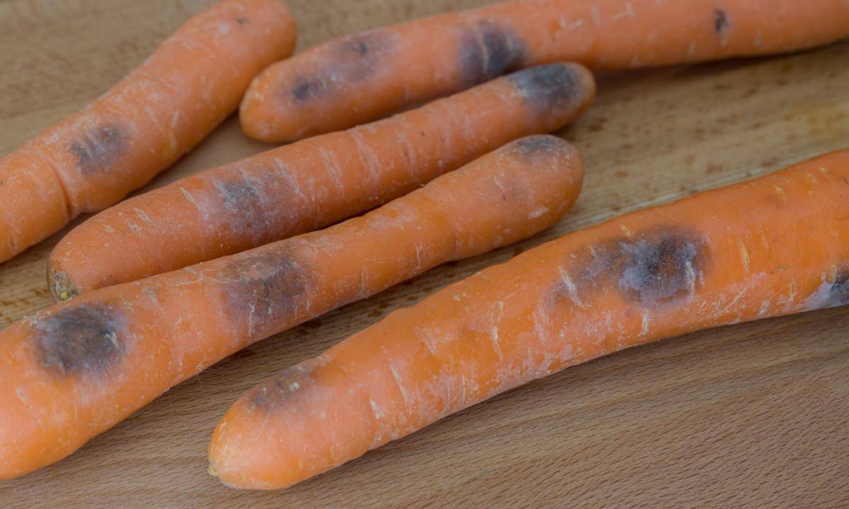 Soft rot or blackleg in carrots | idMicrobe