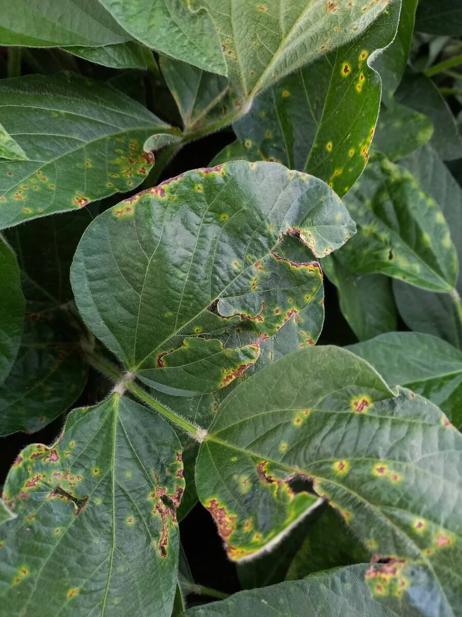 Tizón bacteriano en Soja: Cómo se reconoce y se trata eficazmente