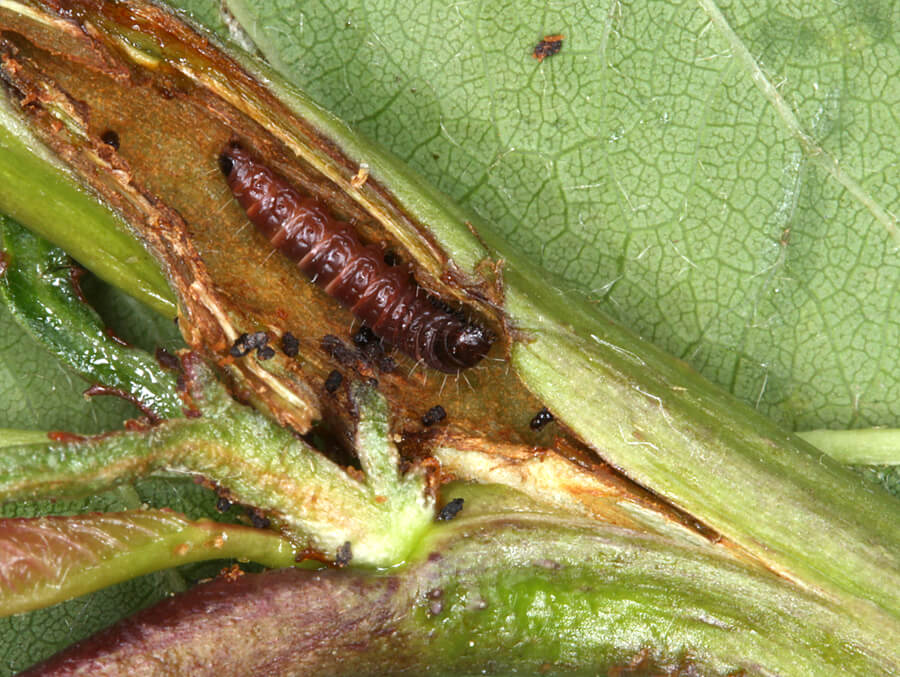 Daños causados por Minador de brotes y frutos en Melocotón, durazno o nectarina