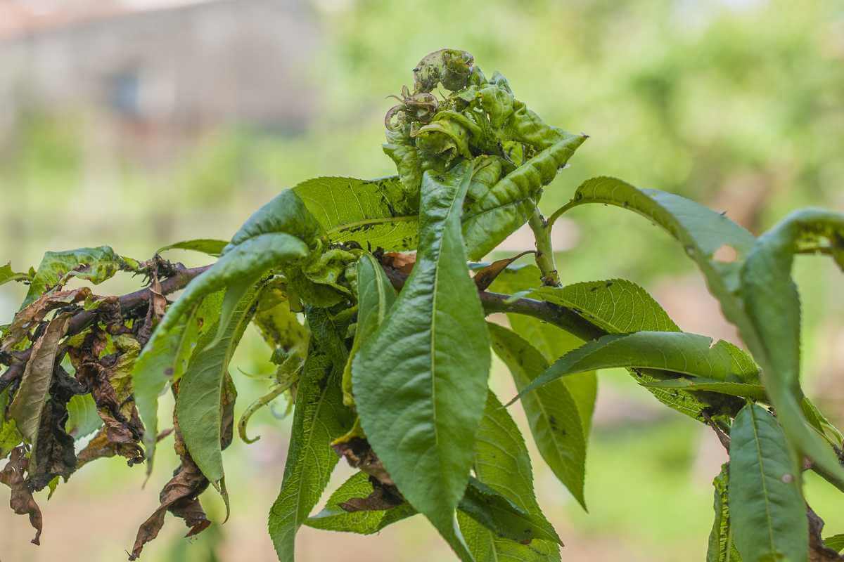 Pulgón en melocotón o durazno | idMicrobe