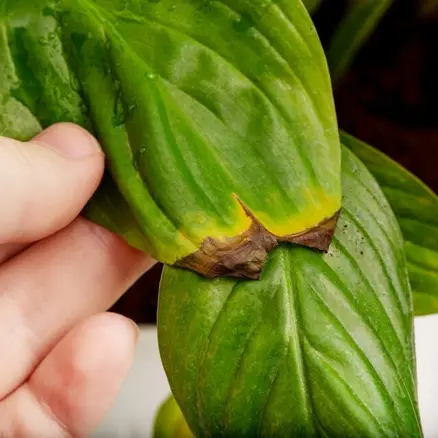 Cómo saber si a tu planta le falta agua y cómo recuperarla