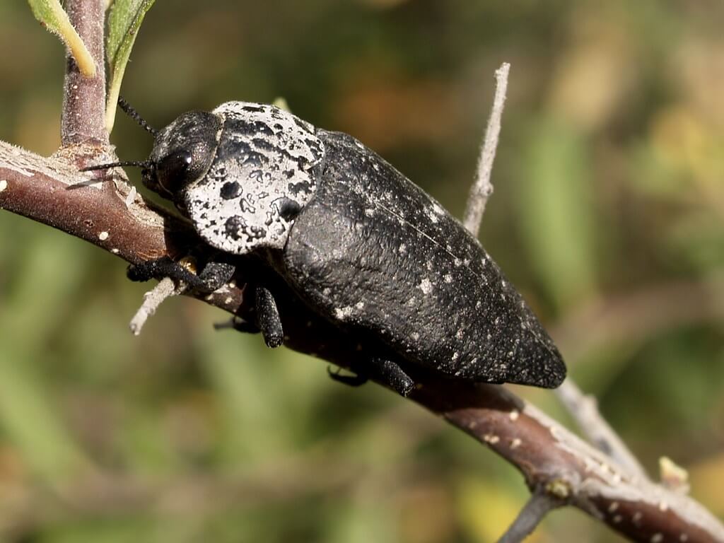 Gusano cabezudo en Melocotón, durazno o nectarina: Cómo se reconoce y se trata eficazmente