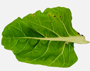 Symptoms, treatments, and recommendations for treating chard pox